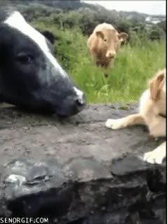 que no,que me dejes,vaca,perro,lengua,arisco,ligar