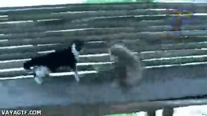 mono,gato,jugar,tocar,chica que me gusta