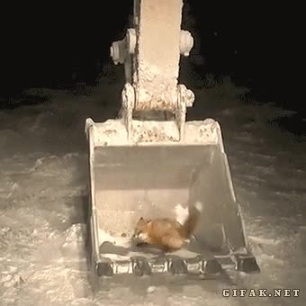 Pala,Trampa,Atacar,Excavadora,Zorro,Cazar,Atrapar