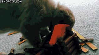 Cabaña,Perro,Cachorro,Jugar,Destruir