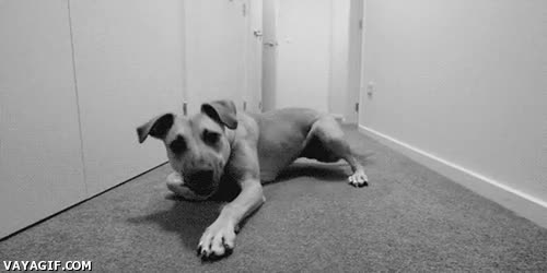 Perro,Correr,Parar,Pisar,Freno,ABS,Frenado