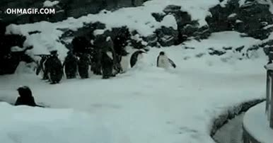 Pinguinos,Bailar,Vida real,Frío,Nieve,Happy feet,Trailer