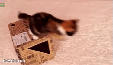 Gato,Bajar,Caída,Fail,Caer,Mesa,De boca,Pobrecito