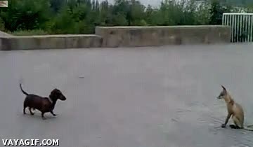 zorro,perro,amigos,perro salchicha
