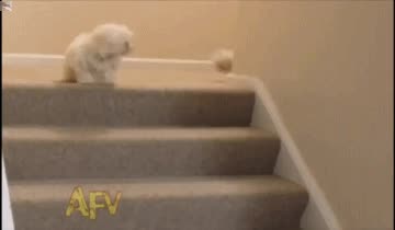 ¡Venga juguemos, somos cachorros, no nos puede pasar nada malo! Ups... accidente,empujar,cachorros,perros,escaleras,tirar