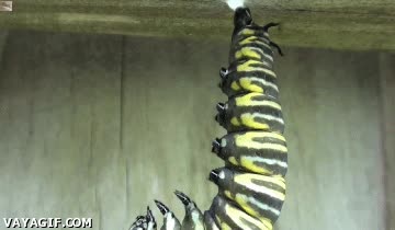 oruga,capullo,seda,crisalida,metamorfosis