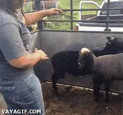 oveja,cabezazo,embestida,embestir,atacar,chica,bailar