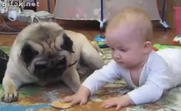 Perro,Bebé,Galleta,Agarrar,Tocar,Ladrar,Carlino,Pug