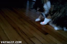 caido,gato,gatito,comandante,laser,puntero,punto,rojo