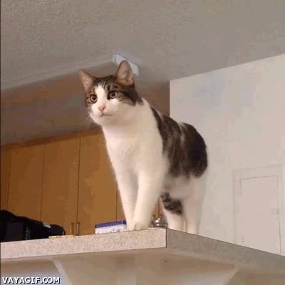 gato,comer,rogar,comida,mesa,suplicar,de pie