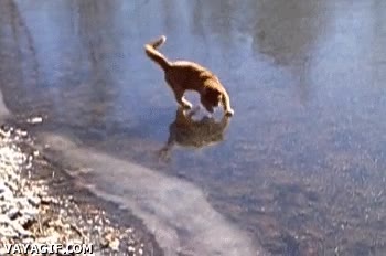 Han enterrado a mi clon detrás de este cristal frío, ¡puedo verlo! gato,espejo,sombra,mirar,reflejo,rio,lago,helado,capa de hielo