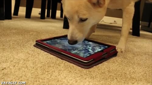 agua,beber,perro,app,pantalla,trollear,iPad,no entender