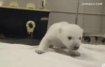 Oso polar,Beb&eacute;,Nacer,Zool&oacute;gico,Cachorro,Cria,Osezno