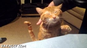 Acariciar,Gato,Mimos,Cariño,Favor,Rascar