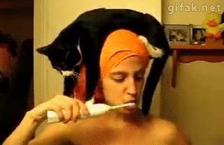 Toalla,Gato,Ba&ntilde;o,Ducha,Cabeza,Subir,Montar,Encima