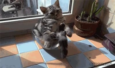 Gato,Dormir,Relajar,Bol,Troll,Al solecito bueno