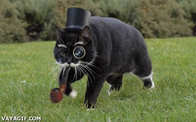 Gato,Feel like a sir,Pipa,Bigote,Rico,Caminar,Pasear