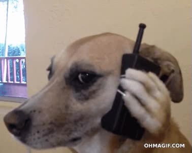 disgusto,amiga,llamada,miedo,novia,celos,se masca la tensi&oacute;n,perro