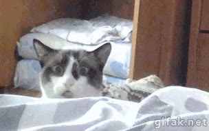 Gato,Miedo,Cabeza,Bajar,Precaución,Perro,Escondido