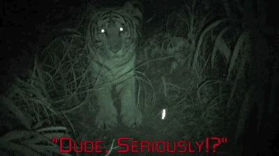 l&aacute;ser,perseguir,gato,tigre,salvar,vida,est&aacute;s jodido