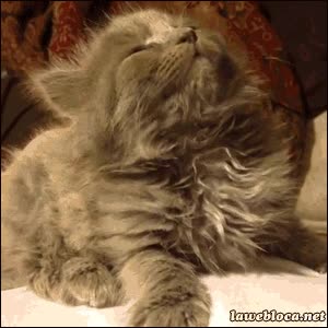 Gato,Placer,Comida,Olor,Huele,Cocina,Locura,Ojos como platos