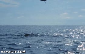 gimnasia,delf&iacute;n,saltar,mar,fascinante