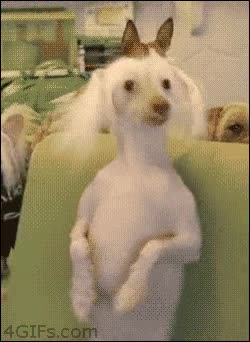 perros,jauria,grupo,rock,bailar,baile,loco,locura,creo que se está rascando