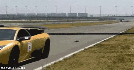ardilla,correr,carretera,mucha suerte,circuito,coche,carreras,deportivo