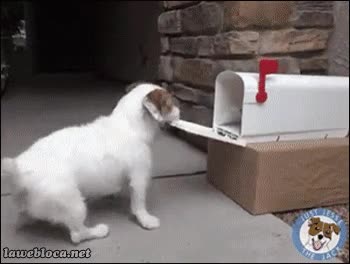 correo,carta,perro,correr,buzon,abrir,recoger