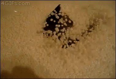 Piscina de bolas,Corcho,Bolitas,Porexpan,Gato