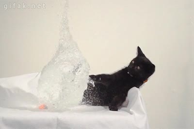 Científicos,Troll,Gato,Globo,Agua,Atacar,Susto,Mojar,Trampa,Cámara lenta