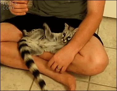 Gato,Odio,Mano,Dormir,Harto,Tocar