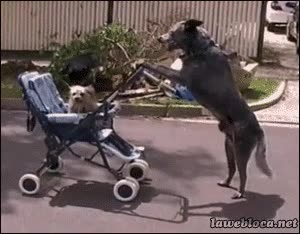 Perro,Madre,Beb&eacute;,Hijo,Pasear,Carro,Carrito