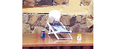 cacatua,acostarse,like a boss,silla,estilo,loro,plegable,voltereta