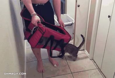 Gato,Bolso,Cartera,Llevar,Viaje,Salir,Maleta,Meterse