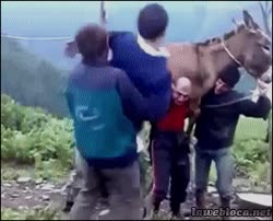 burros,llevar,hombres.WTF!,cargar,rusia,rusos,locos