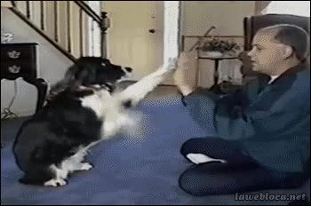 palmadas,perro,jugar,mascota,adiestrado,entrenado