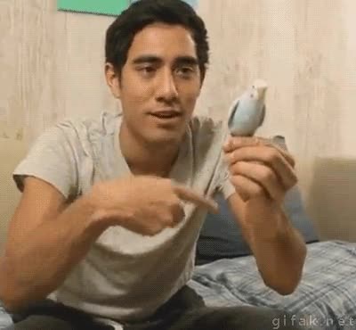 Edicion de video,Mano,Loro,Aparecer,Truco,Mago,periquito