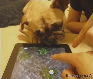 agua,perro,tablet,iPad,enga&ntilde;ar,no lo entiende