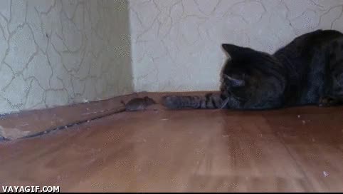 ratón,comer,dudas,jugar,comida,domestico,gato