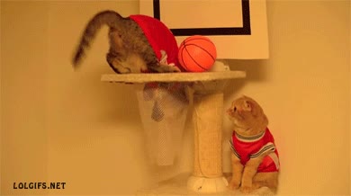 encestar,pelota,dificultad,gato,basket,canasta,entrar