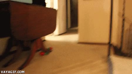 perseguir,perro,molestar,gato,matar,todo el día así