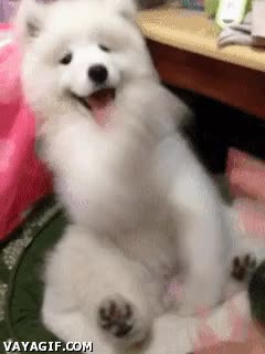 Perro,Blanco,Much dog,Cachorro,Jugar,Manos,Patas