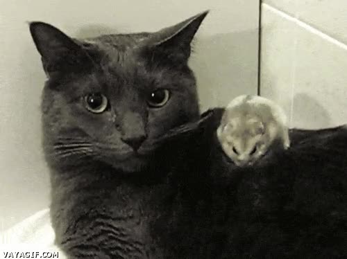 Gato,Rat&oacute;n,D&oacute;nde,Espalda,Hamster,Masaje,Masajista,Fisioterapeuta