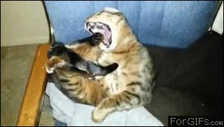 Gato,Comer,Morder,Pata,Felino,Hambre