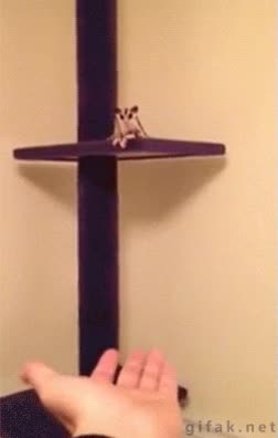 Campe&oacute;n,Mano,Salto,Fail,Ciego,Ardilla voladora,Casi,Petauro