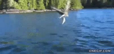 Aguila,Llevar,Pescado,Pez,Mar,Barco,Ladrona,Robar