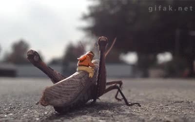 Bicho,Saltar,Volar,Subir,Animación,saltamontes,jinete,piloto