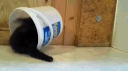 Gato,Balde,Jugar,Tapar,Encerrar,Tortuga,Cubo