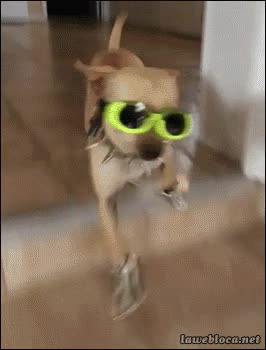 Perro,Traje,Gafas,Friendzone,Salir,Botas,Collar
